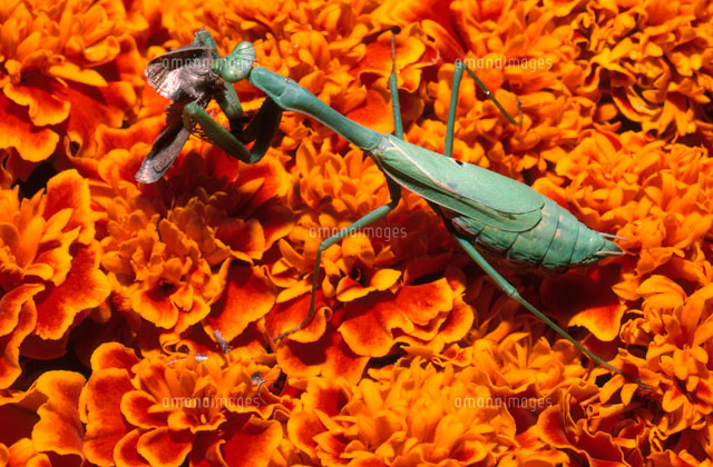 ガを食べるカマキリ の写真素材 イラスト素材 アマナイメージズ