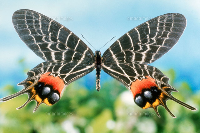 シボリアゲハ[01808020140]の写真・イラスト素材｜アマナイメージズ