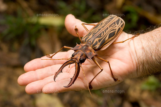 カミキリムシ の写真素材 イラスト素材 アマナイメージズ