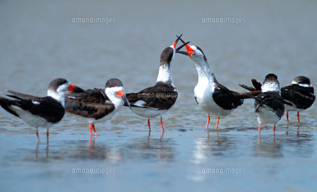 クロハサミアジサシ の写真素材 イラスト素材 アマナイメージズ