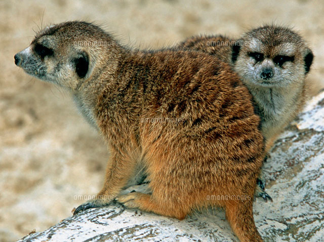 見張りをするミーアキャット の写真素材 イラスト素材 アマナイメージズ