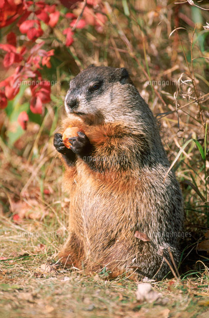 ウッドチャック の写真素材 イラスト素材 アマナイメージズ