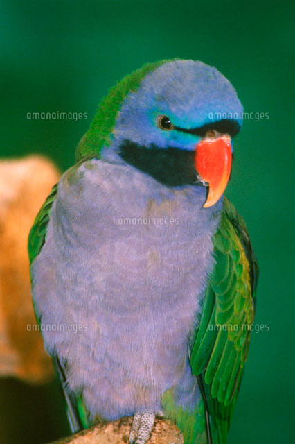 オオダルマインコ[01808020863]の写真・イラスト素材｜アマナイメージズ