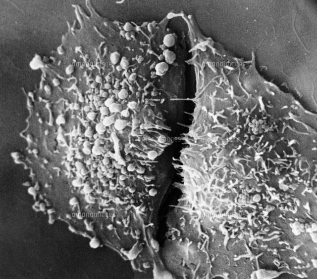Cell Division[01808023954]の写真素材・イラスト素材｜アマナイメージズ