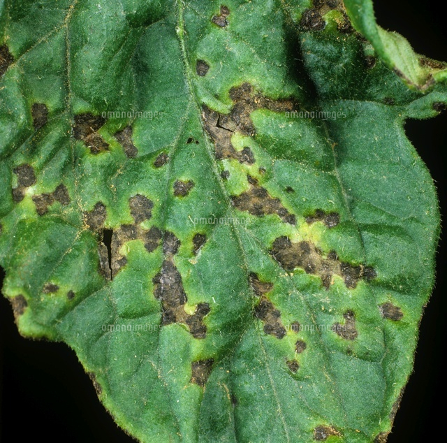 Bacterial blight on tomato[01808028784]の写真素材・イラスト素材｜アマナイメージズ