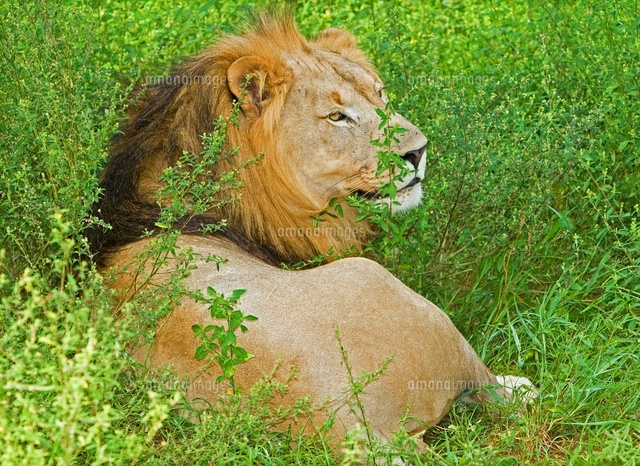 Lion の写真素材 イラスト素材 アマナイメージズ