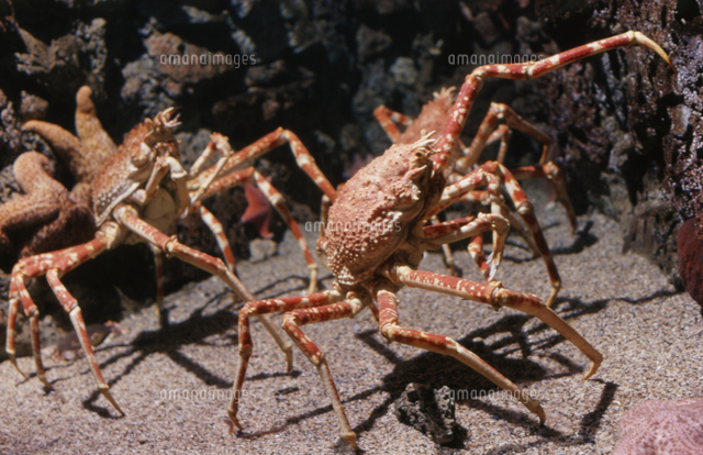 タカアシガニ の写真素材 イラスト素材 アマナイメージズ