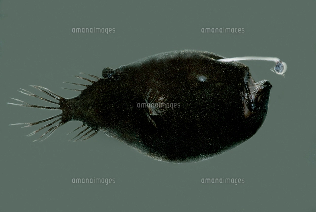 ミツクリエナガチョウチンアンコウ[01808030028]の写真・イラスト素材