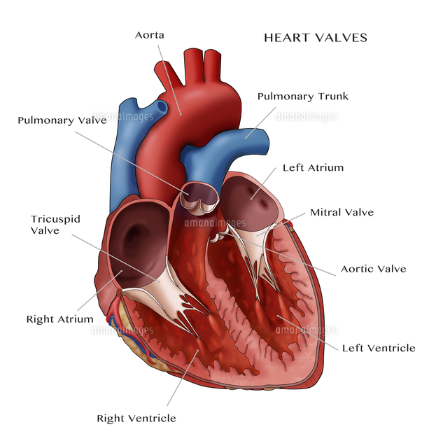 Heart Anatomy Illustration の写真素材 イラスト素材 アマナイメージズ