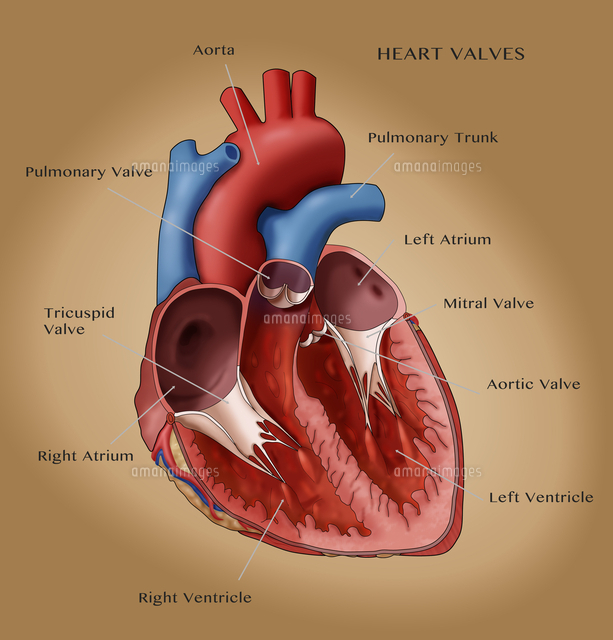 Heart Anatomy Illustration の写真素材 イラスト素材 アマナイメージズ