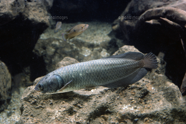 ナイルアロワナ[01808032275]の写真・イラスト素材｜アマナイメージズ