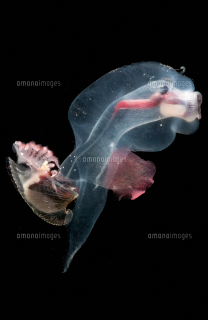ラマルクゾウクラゲ の写真素材 イラスト素材 アマナイメージズ