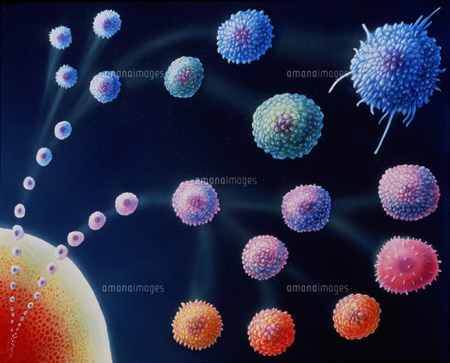 白血球の型 の写真素材 イラスト素材 アマナイメージズ