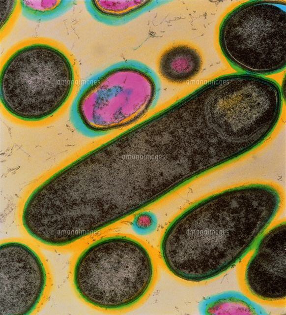 食中毒を起こす細菌 の写真素材 イラスト素材 アマナイメージズ