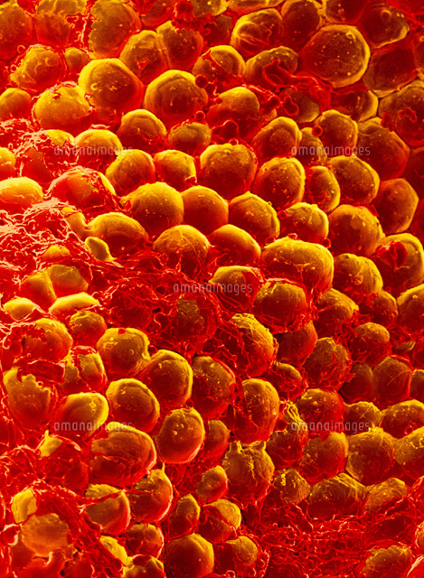 脂肪細胞 の写真素材 イラスト素材 アマナイメージズ
