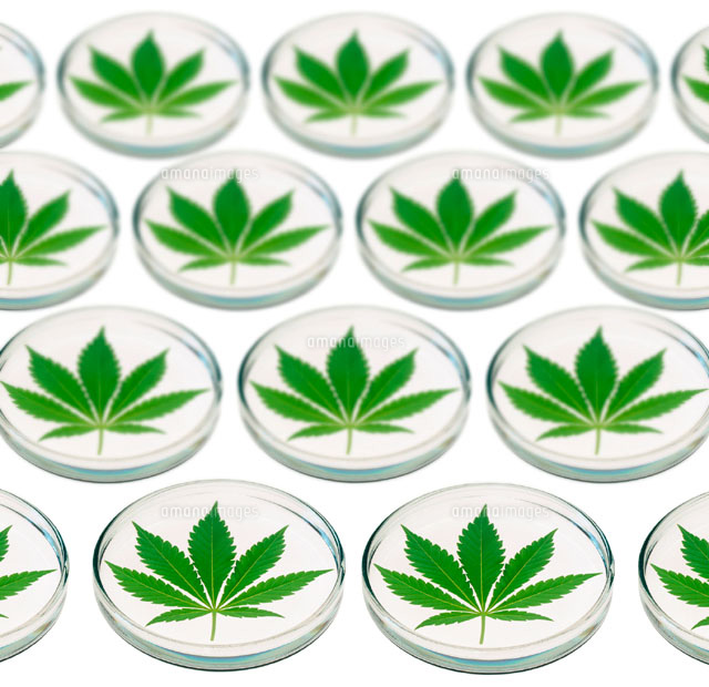 Cannabis Sativa の写真素材 イラスト素材 アマナイメージズ