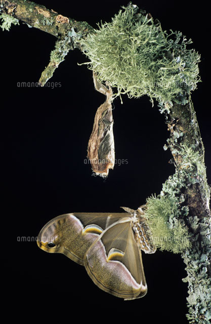 SAMIA SP.[01809013912]の写真素材・イラスト素材｜アマナイメージズ