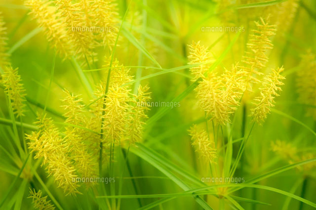 ドワーフ パピルス ｃｙｐｅｒｕｓ ｈａｓｐａｎ の写真素材 イラスト素材 アマナイメージズ