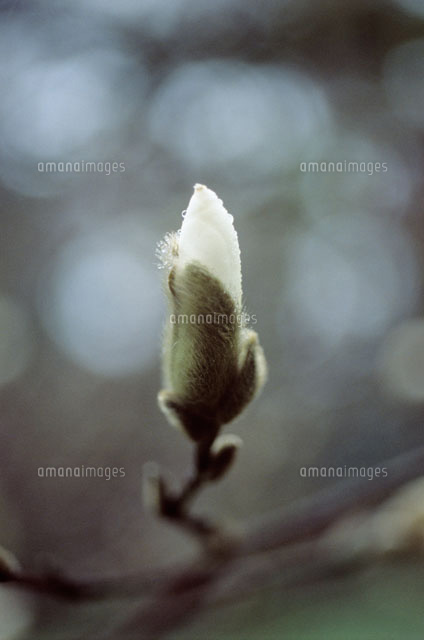四手辛夷 ｍａｇｎｏｌｉａ ｓｔｅｌｌａｔａ のツボミ の写真素材 イラスト素材 アマナイメージズ