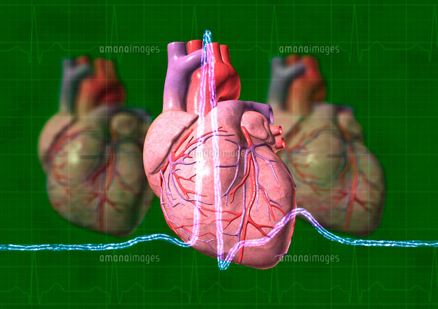ヒトの心臓とｅｃｇトレース の写真素材 イラスト素材 アマナイメージズ