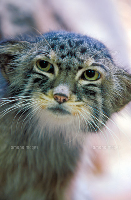 マヌルネコ octocolobus manul の写真素材 イラスト素材 アマナイメージズ マヌルネコ octocolobus manul の写真素材 イラスト素材 アマナイメージズ