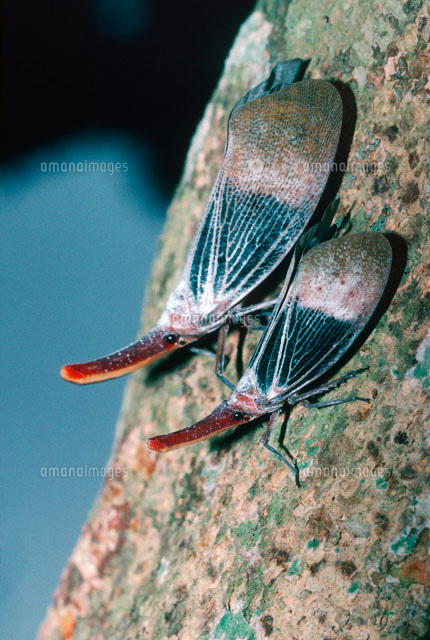 木の上のランタンバグ の写真素材 イラスト素材 アマナイメージズ