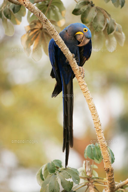 スミレコンゴウインコ の写真素材 イラスト素材 アマナイメージズ