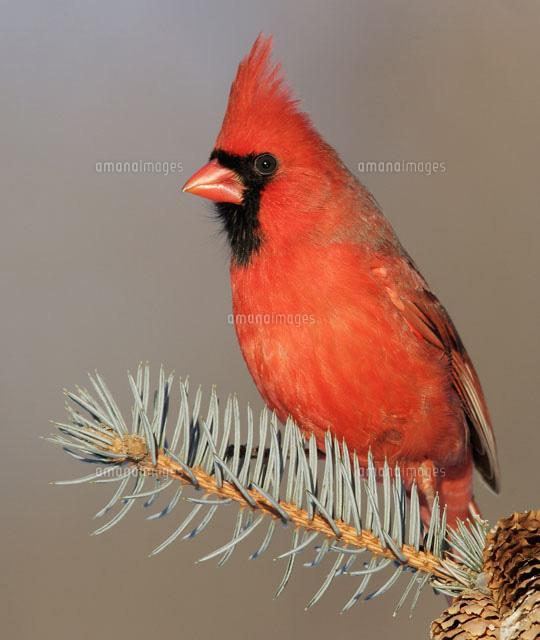 ショウジョウコウカンチョウ[01809017696]の写真・イラスト素材