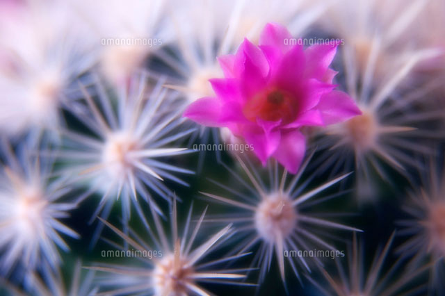 マミナリア種のサボテンの花 の写真素材 イラスト素材 アマナイメージズ