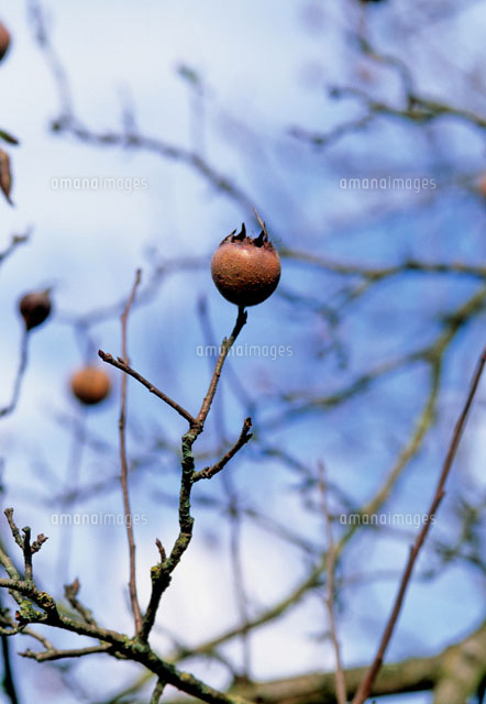 セイヨウカリン の写真素材 イラスト素材 アマナイメージズ