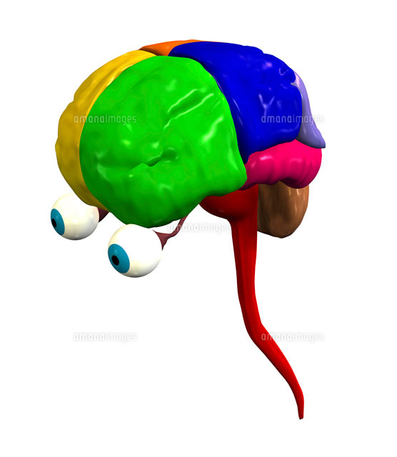 脳の解剖学的構造 の写真素材 イラスト素材 アマナイメージズ