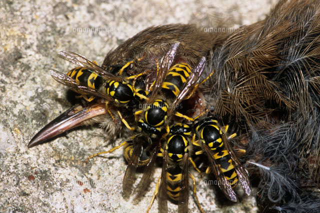 死んだ鳥を食べるキオビクロスズメバチ の写真素材 イラスト素材 アマナイメージズ