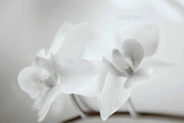 Phalaenopsis Jiaho S Pink Girl の写真素材 イラスト素材 アマナイメージズ