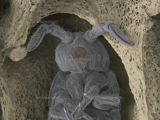 Springtail, SEM[01809027424]の写真素材・イラスト素材｜アマナイメージズ