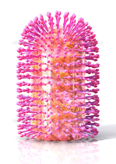 Rabies virus, artwork[01809029551]の写真素材・イラスト素材｜アマナイメージズ