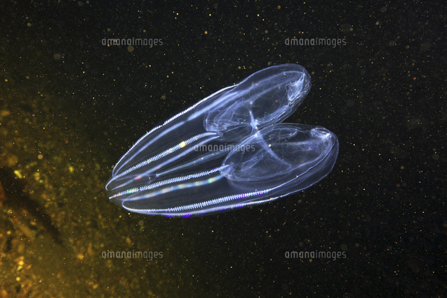 キタカブトクラゲ の写真素材 イラスト素材 アマナイメージズ