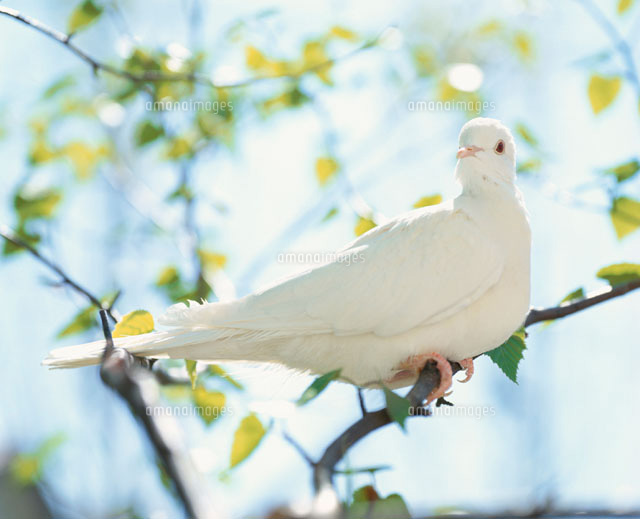 新緑と白いハト の写真素材 イラスト素材 アマナイメージズ 新緑と白いハト の写真素材 イラスト素材 アマナイメージズ