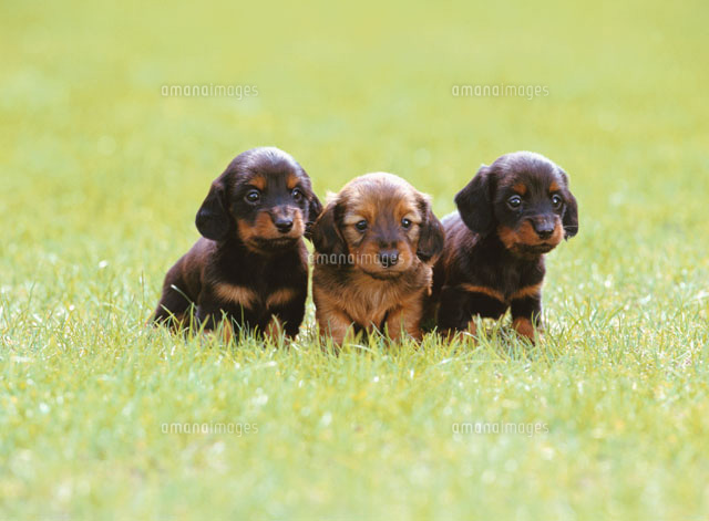 ブロンズ？子犬　３匹 草原の3匹の子犬（ロングヘアードダックスフンド）[01888050109]の写真