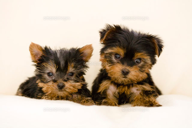 ヨークシャーテリアの子犬2匹 の写真素材 イラスト素材 アマナイメージズ
