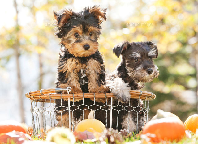 ミニチュアシュナウザーとヨークシャテリア の写真素材 イラスト素材 アマナイメージズ