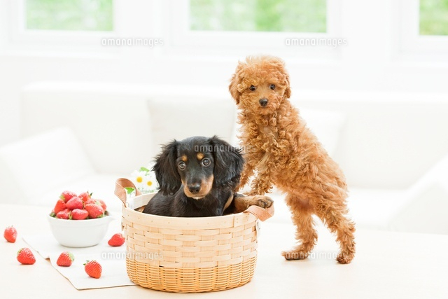 室内のトイ プードルとミニチュア ダックスフンド の写真素材 イラスト素材 アマナイメージズ