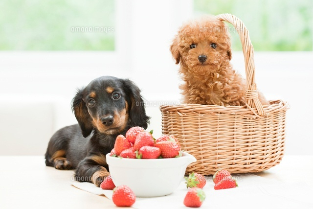 室内のトイ・プードルとミニチュア・ダックスフンド[01888609999]の