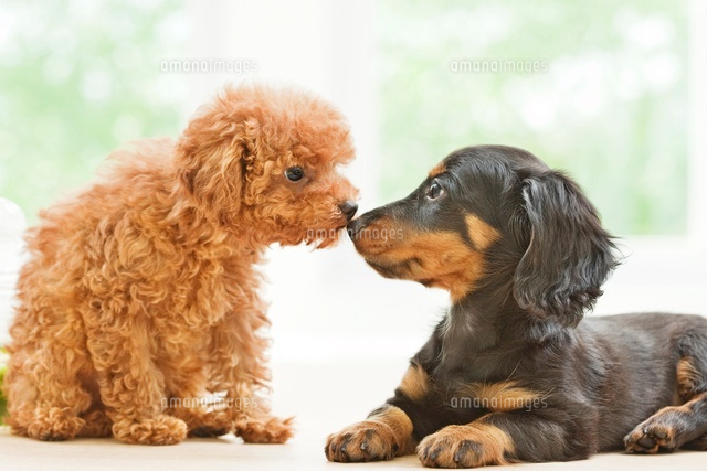 室内のトイ プードルとミニチュア ダックスフンド の写真素材 イラスト素材 アマナイメージズ