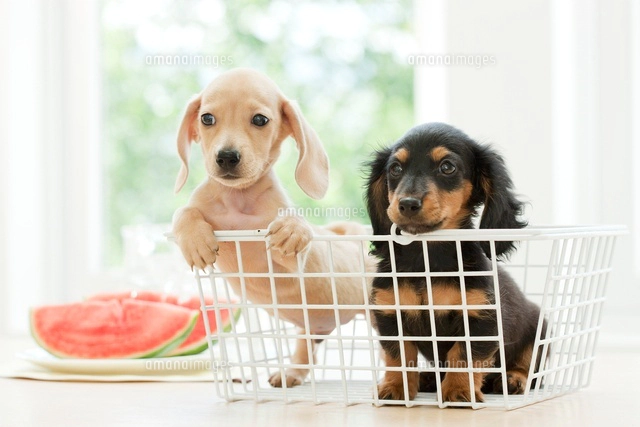 室内の2匹のミニチュア・ダックスフンド[01888610050]の写真・イラスト