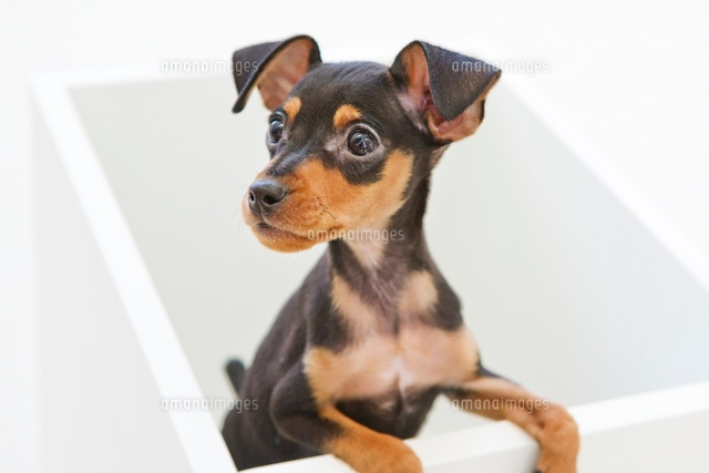 室内のミニチュア ピンシャー の写真素材 イラスト素材 アマナイメージズ