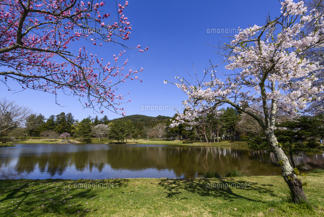 観自在王院跡 桜[01888613141]の写真素材・イラスト素材｜アマナイメージズ