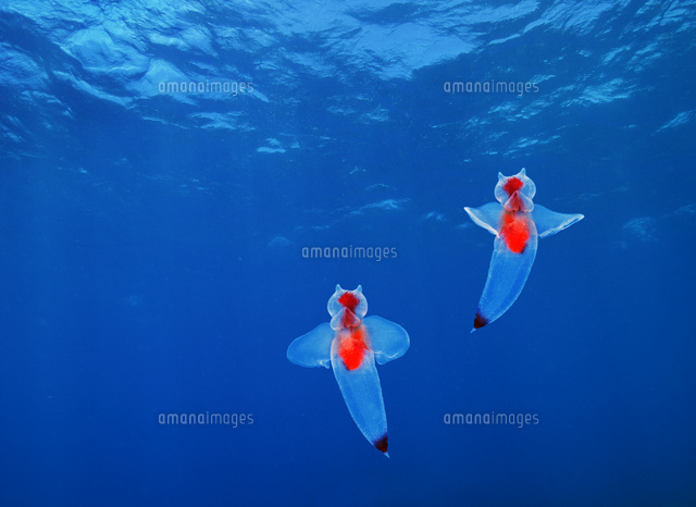 クリオネ の写真素材 イラスト素材 アマナイメージズ