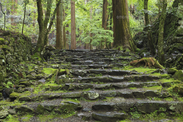 高山寺 金堂への石段 の写真素材 イラスト素材 アマナイメージズ
