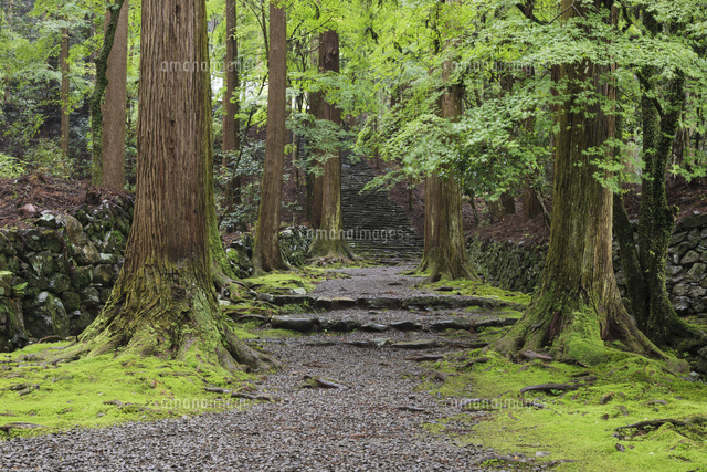 高山寺 金堂への石段 の写真素材 イラスト素材 アマナイメージズ