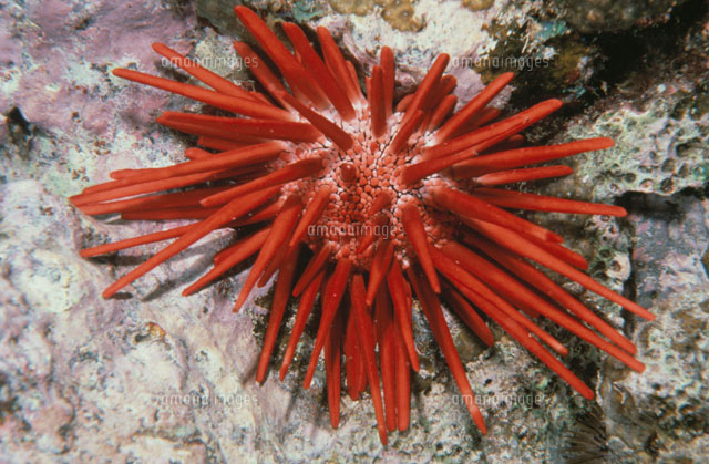 Microcyphus rousseaui ウニ殻 完品 Microcyphus rousseaui ウニ殻 完